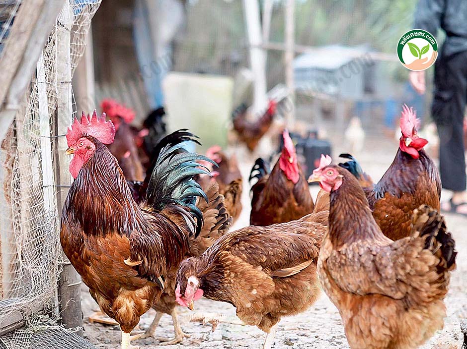 5.ไก่อินทรีย์ ไข่มีคุณภาพ