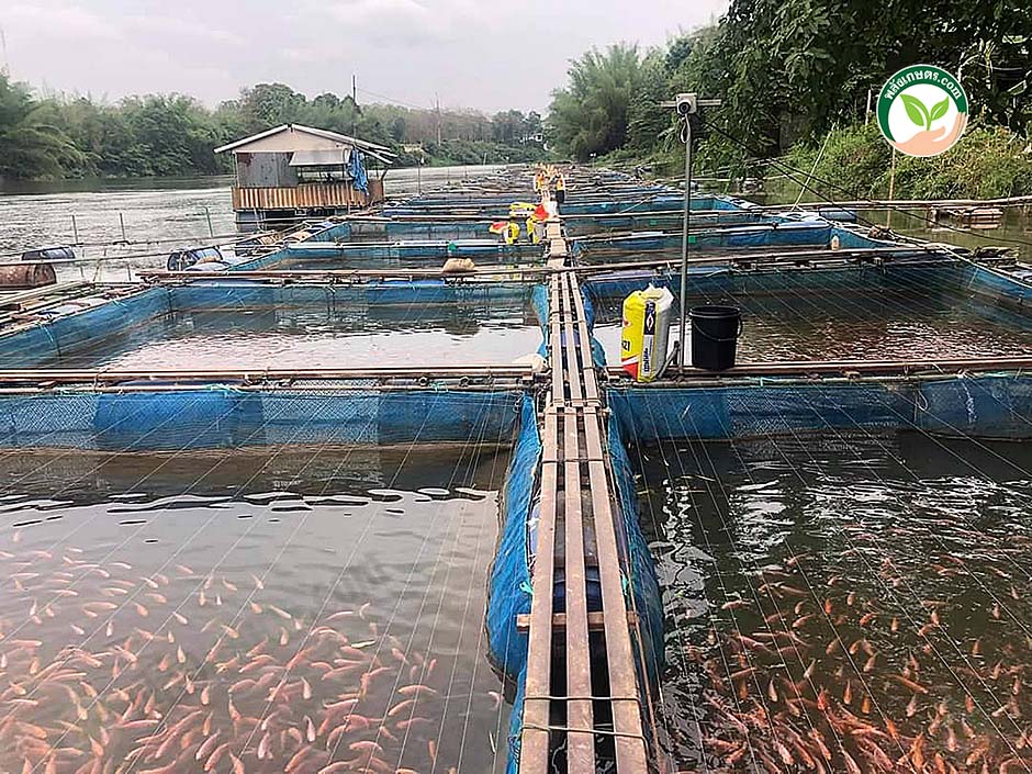 4.กระชังปลาทับทิม