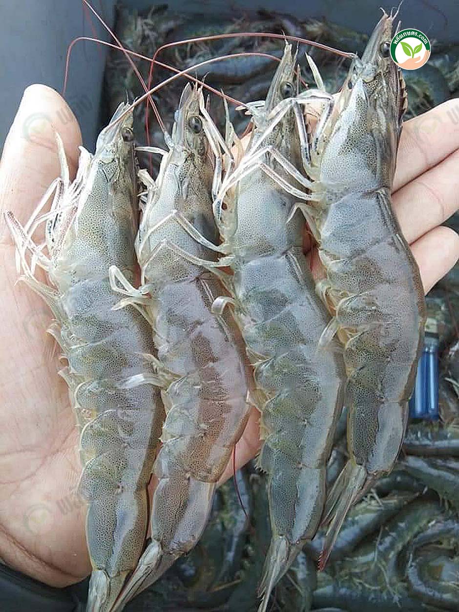 4.กุ้งขาวที่มาจากลูกพันธุ์ของชนม์ณภัทรฟาร์ม
