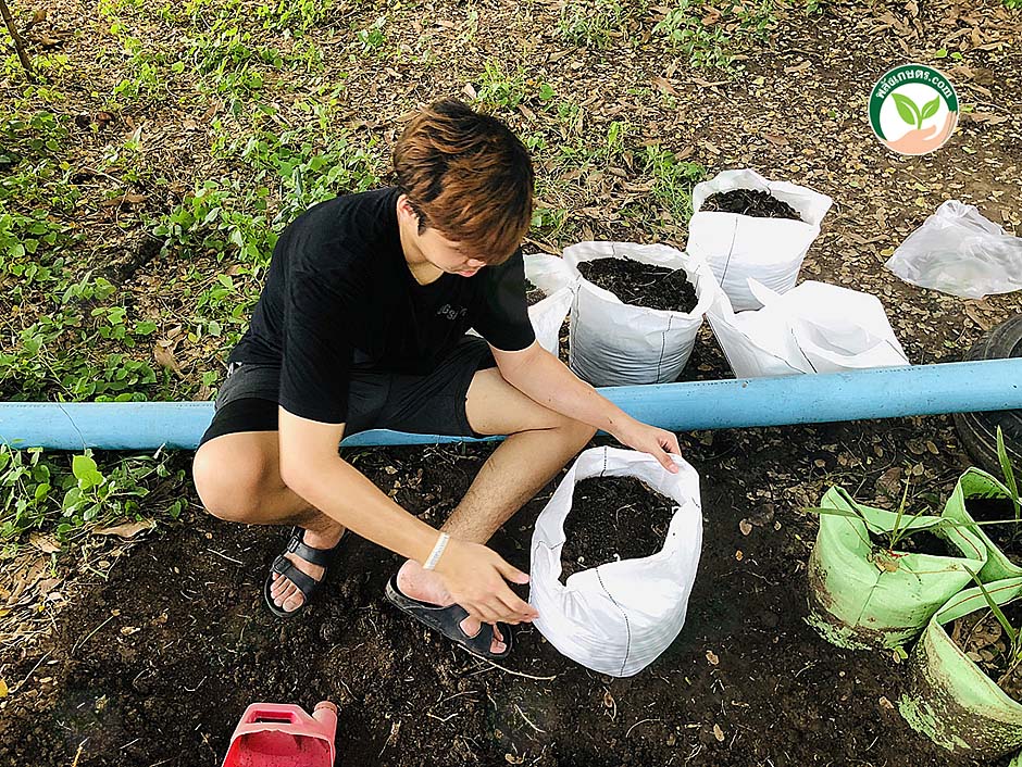 3.บรรจุดินที่ผ่านการหมักใส่ถุงปลูก