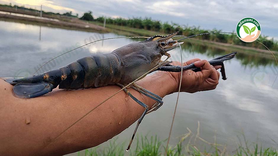 1.กุ้งก้ามกรามไซซ์ใหญ่