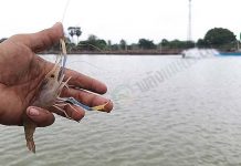 ผลิต “อาหารสูตรเดียว” เลี้ยง กุ้งก้ามกราม ปน กุ้งขาว กำไรหลายครอป ไพฑูรย์…ล้มแล้วลุก พบ “เครื่องมือ” รวยด้วยกุ้ง 2.บ่อเลี้ยงกุ้งขาวปนกุ้งก้ามกราม