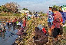 ผลิต “อาหารสูตรเดียว” เลี้ยง กุ้งก้ามกราม ปน กุ้งขาว กำไรหลายครอป เสี่ยเหียน ดอนยายหอม เซียนวิเคราะห์ต้นทุนการเลี้ยง 4.การจับกุ้งก้ามกราม