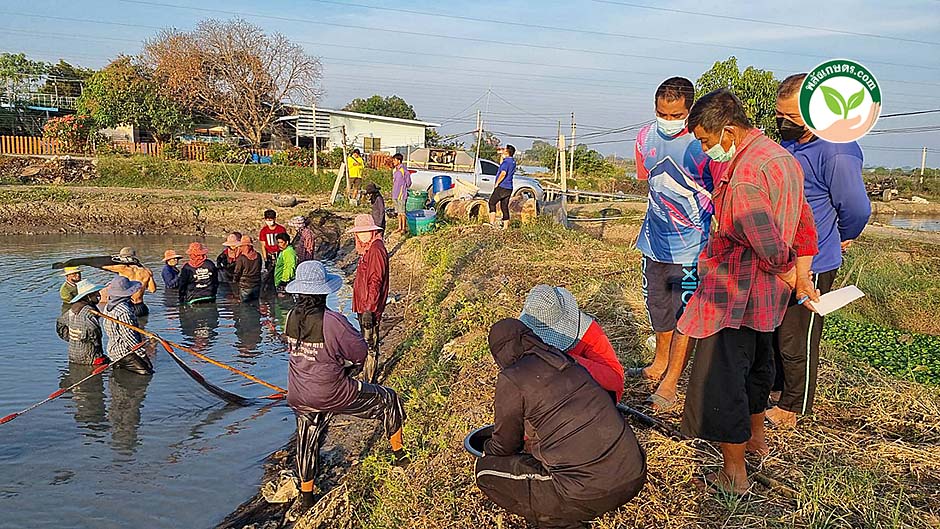 4.การจับกุ้งก้ามกราม