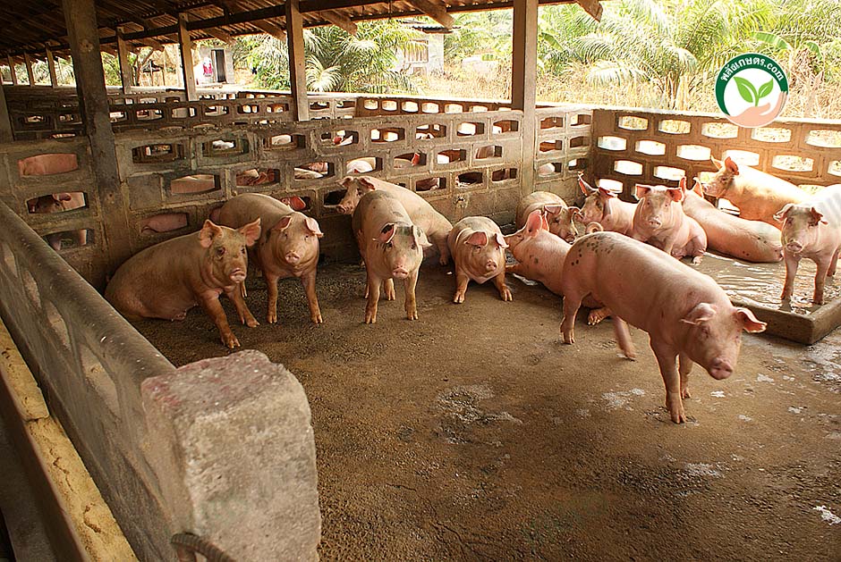 2.คอกหมู