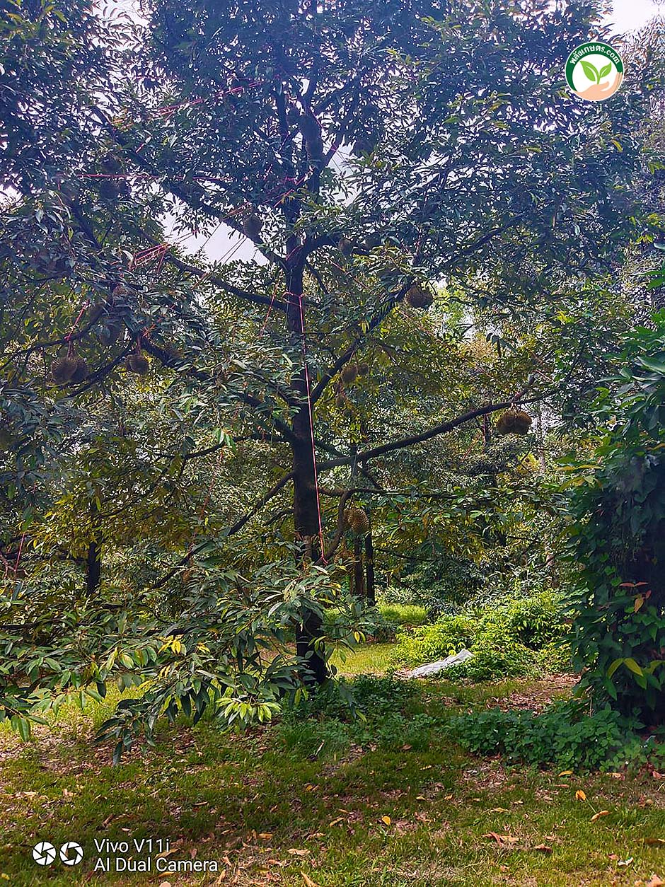 2.บรรยากาศในสวนทุเรียน