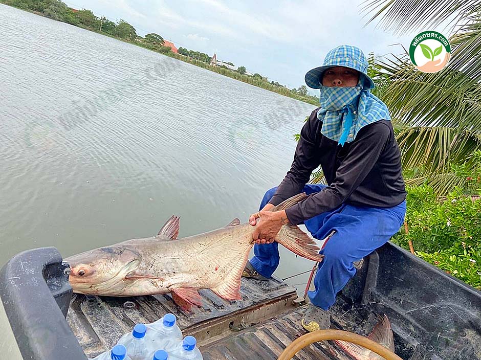 4.ปลาตัวใหญ่ เนื้อแน่น