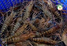 บริษัท กุ้งหลวงไทย จำกัด ปฏิวัติผลิต “ ก้ามกราม เพศผู้พรีเมี่ยม ” แช่แข็งส่งออก จำหน่ายต่างประเทศด้วยธุรกิจ “คลัสเตอร์” ในประเทศไทย กุ้งก้ามกราม แข็งแรง สมบูรณ์