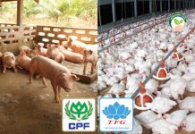 ซีพี-ไทยฟู้ดส์ เดินหน้าส่งเสริมลูกเล้าหมู-ไก่ ไม่หวั่นวิกฤต