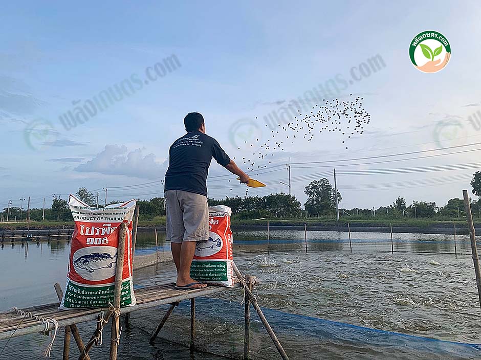 2.การให้อาหารปลากะพงขาว