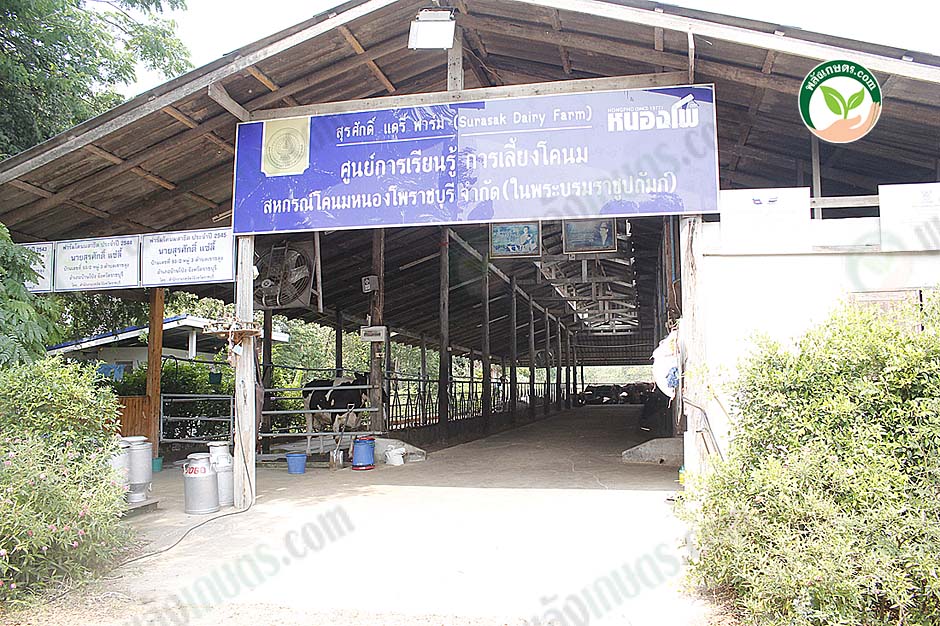 4.โรงเรือนวัว