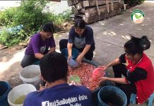 ปลานิล – ทับทิม รุดหน้า จะพัง เพราะยาตกค้าง 6.การคัดไซส์ปลาทับทิม
