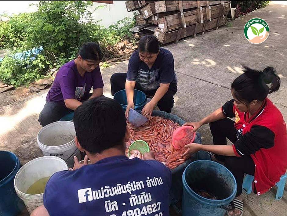 6.การคัดไซส์ปลาทับทิม
