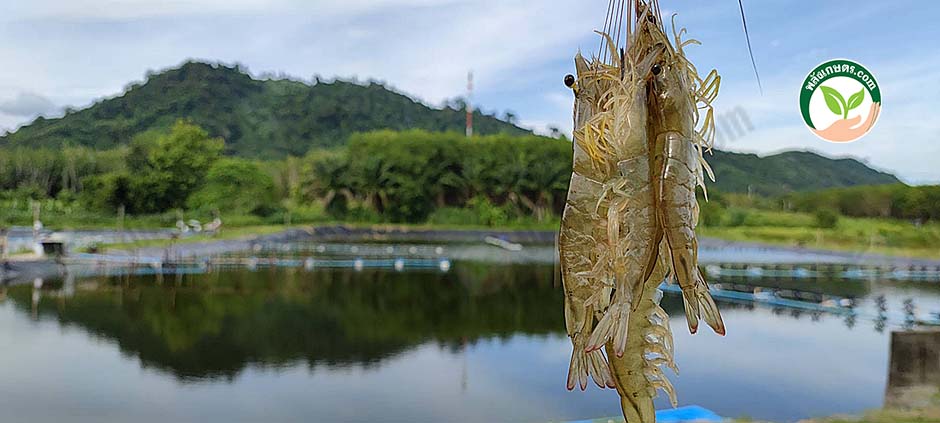 3.กุ้งตัวใหญ่ ไซซ์ที่ตลาดต้องการ