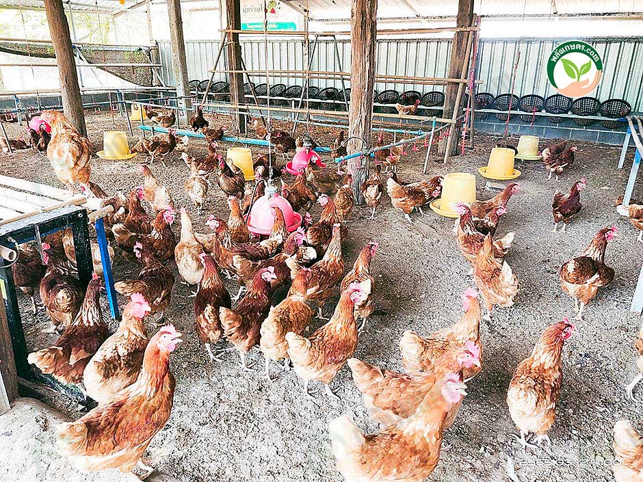 3.โรงเรือนไก่ไข่