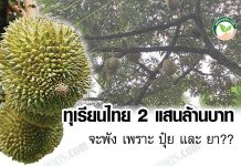 ทุเรียน ไทย 2 แสนล้านบาท จะพัง เพราะ ปุ๋ย และ ยา??