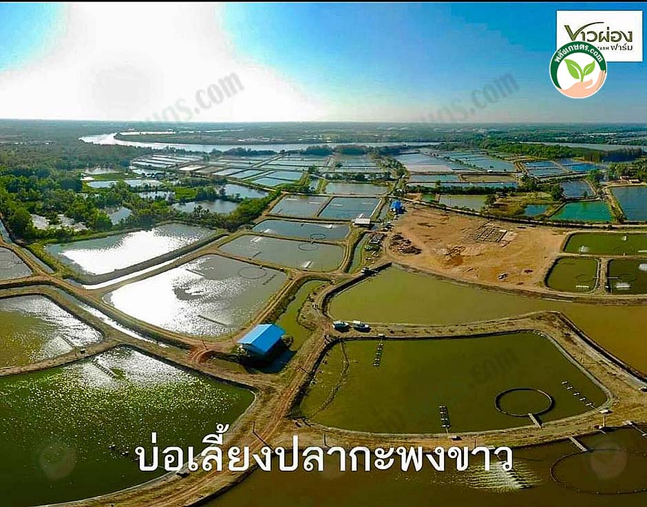 2.บ่อเลี้ยงปลากะพงขาว