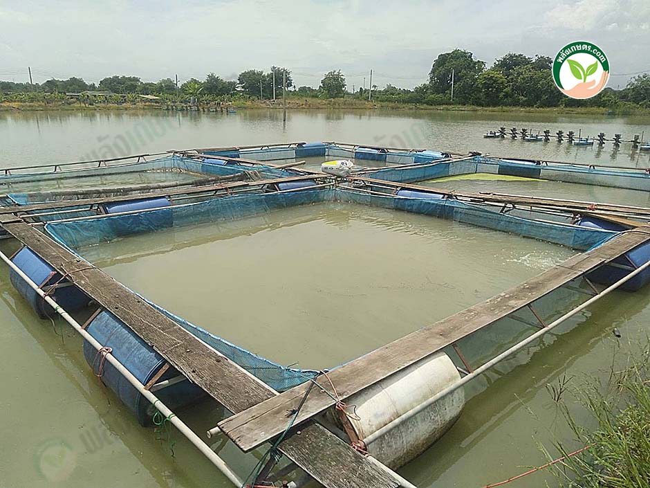 3.กระชังเลี้ยงปลาน้ำเงิน