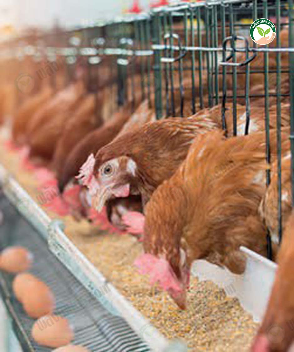 4.การให้อาหารไก่ไข่