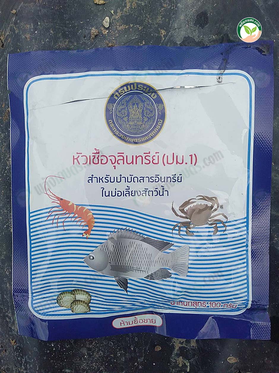 5.จุลินทรีย์ ปม.1 ที่นำมาใช้ภายในบ่อเลี้ยงกุ้ง