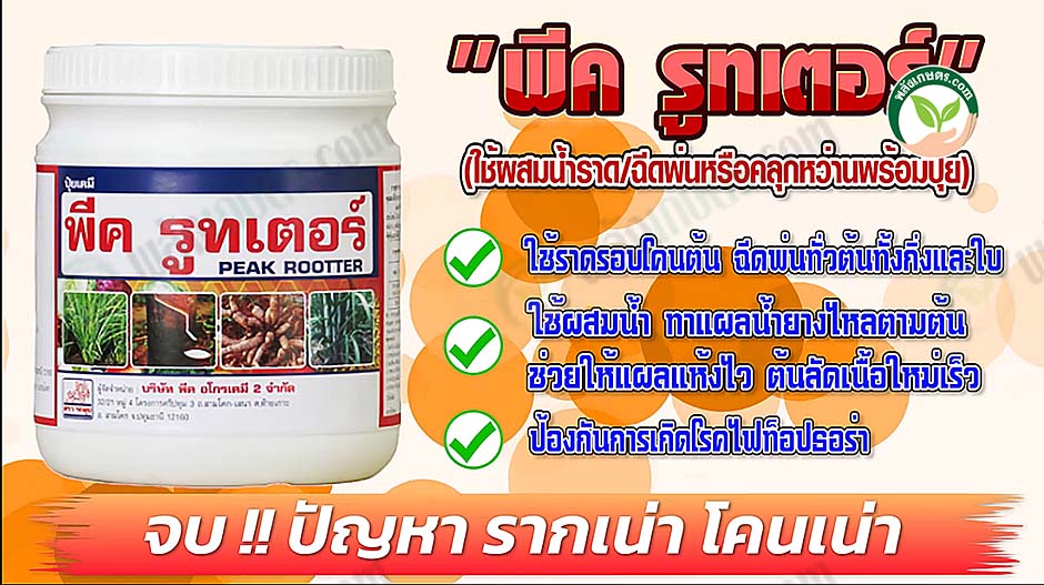 6.พีค รูทเตอร์