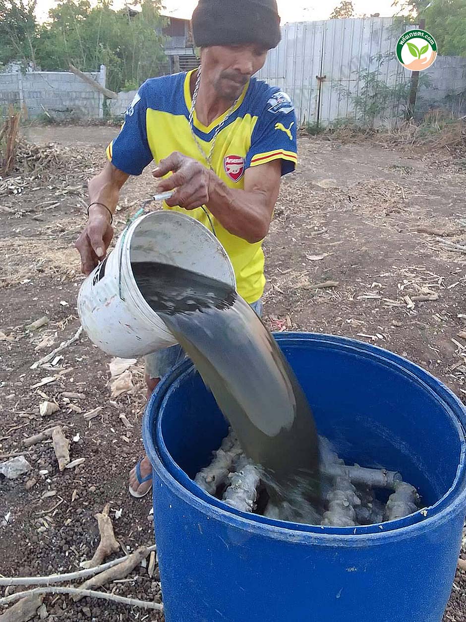 เทน้ำขี้หมูลงในถังเพื่อแช่ท่อนพันธุ์ ทิ้งไว้ 6 ชม. หรือ 1 คืน