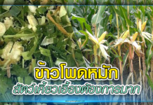 ข้าวโพดหมัก รุ่ง! สัตว์เคี้ยวเอื้องต้องการมาก