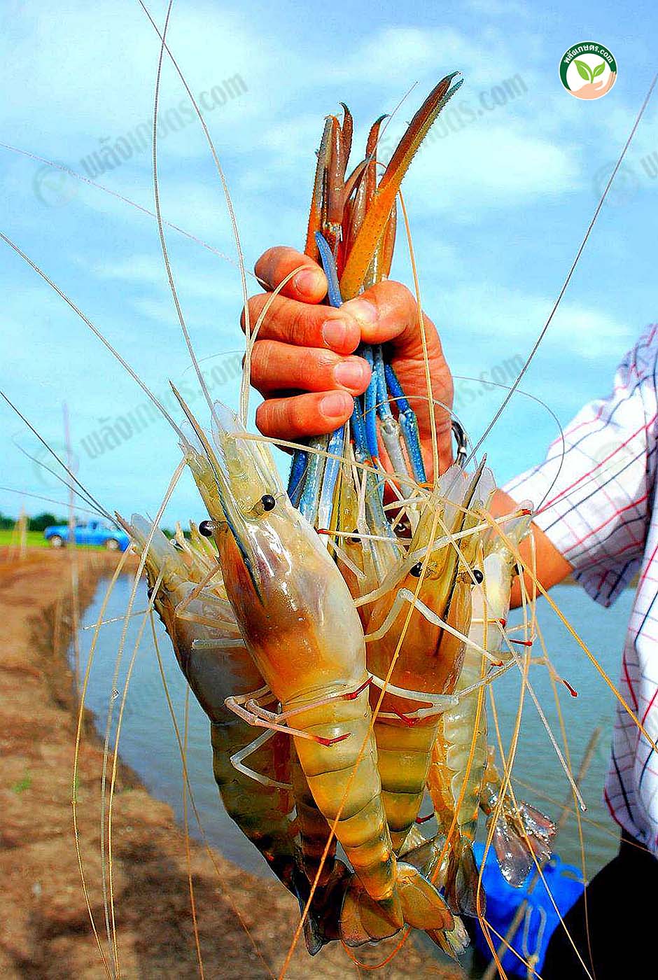 2.กุ้งก้ามกรามตัวใหญ่ ไซส์สวย