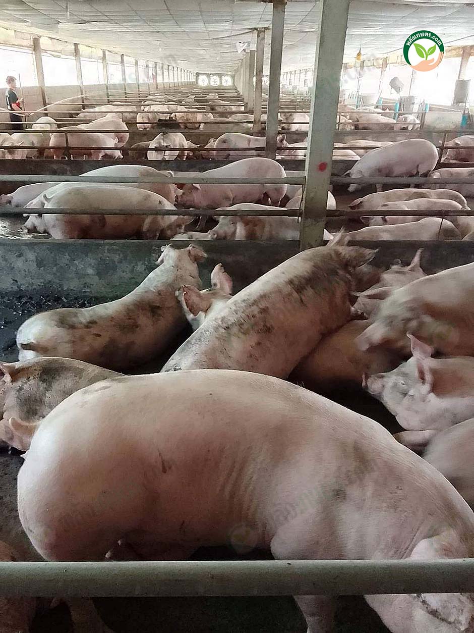 3.คนเลี้ยงกำลังทำความสะอาดหมูและพื้นภายในฟาร์ม