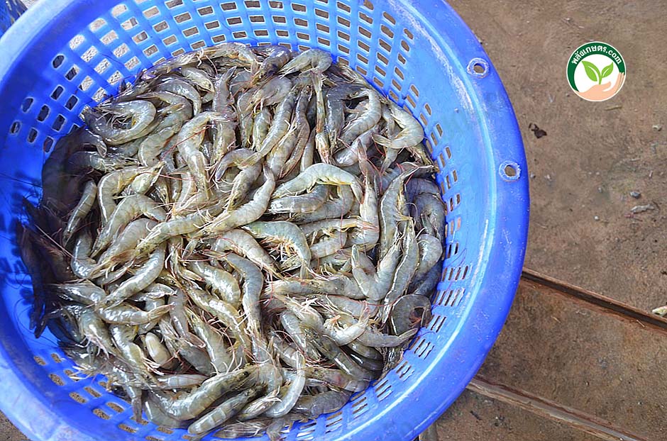 4.ผลผลิตกุ้งขาวพร้อมจำหน่าย