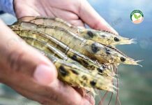 แนวทางผลิตกุ้ง ป้อนตลาดโลก 2566