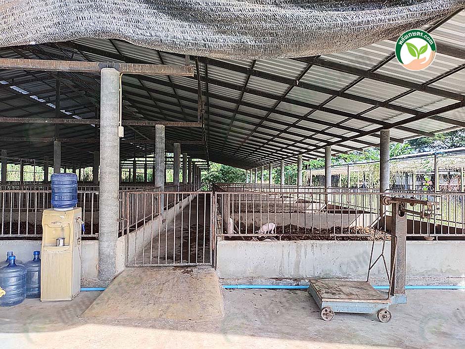 2.โรงเรือนการเลี้ยงหมูขุน