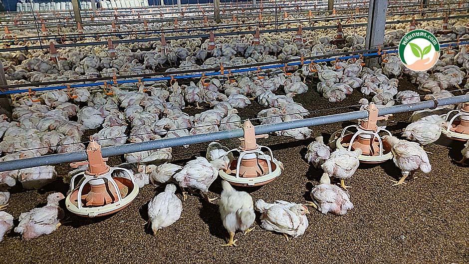 3.การให้อาหารไก่เนื้อ
