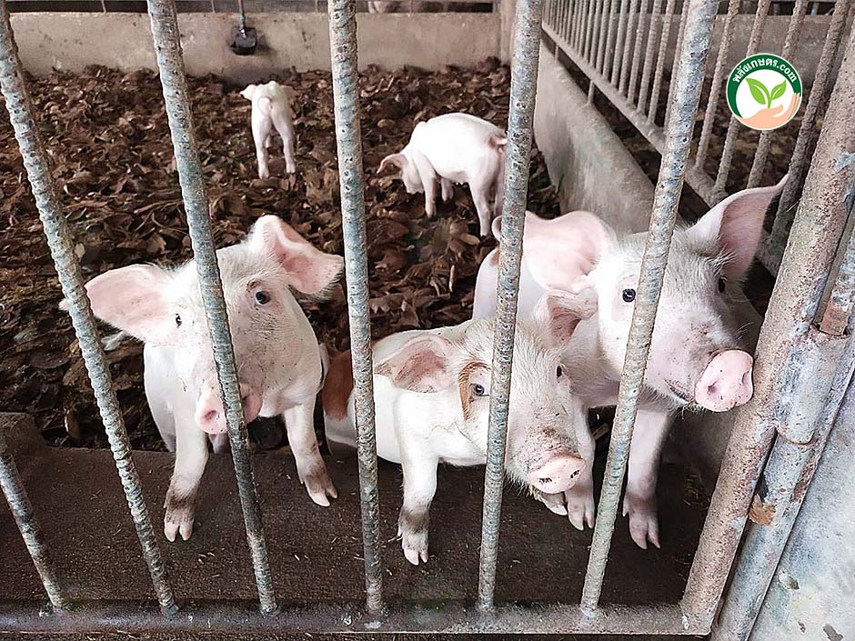 3.หมูขุนมีความแข็งแรง และอารมณ์ดี