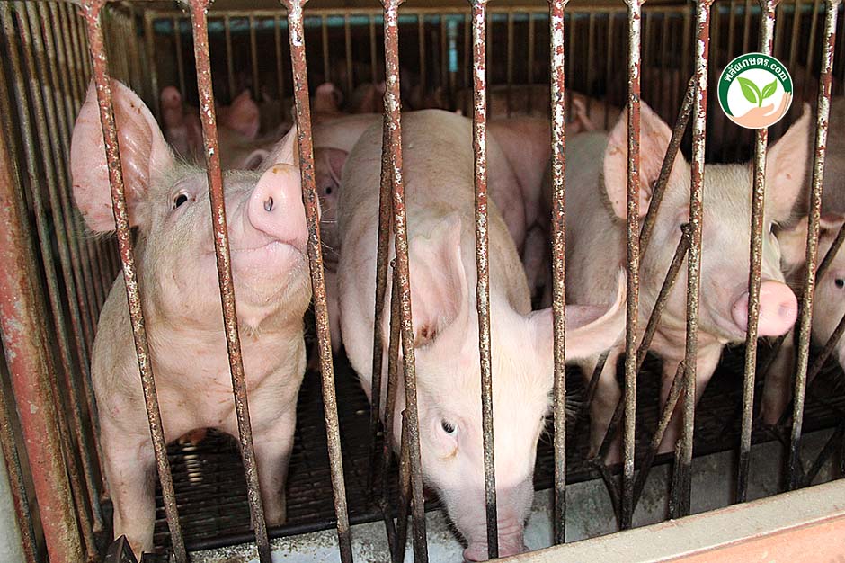 4.คอกหมู