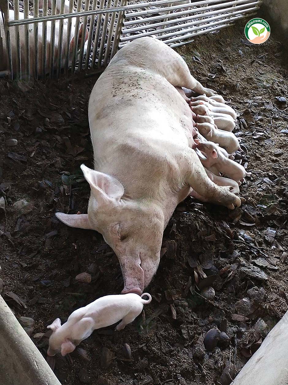 4.ภายในเล้าคลอด ไม่ได้ใช้ไฟกกลูกหมู