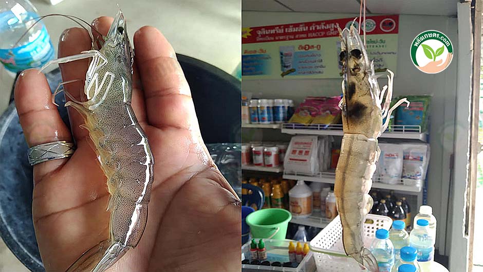 5.วิสาหกิจผู้เลี้ยงกุ้ง5