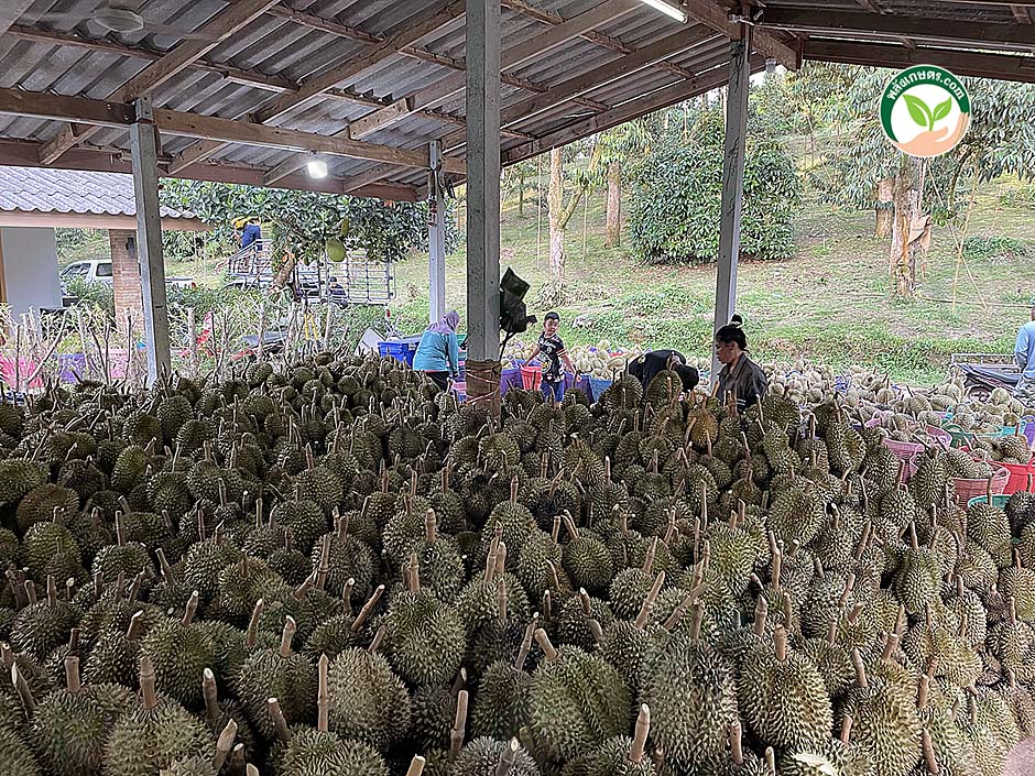 9.ผลผลิตทุเรียน ไซซ์เสมอ คุณภาพดี