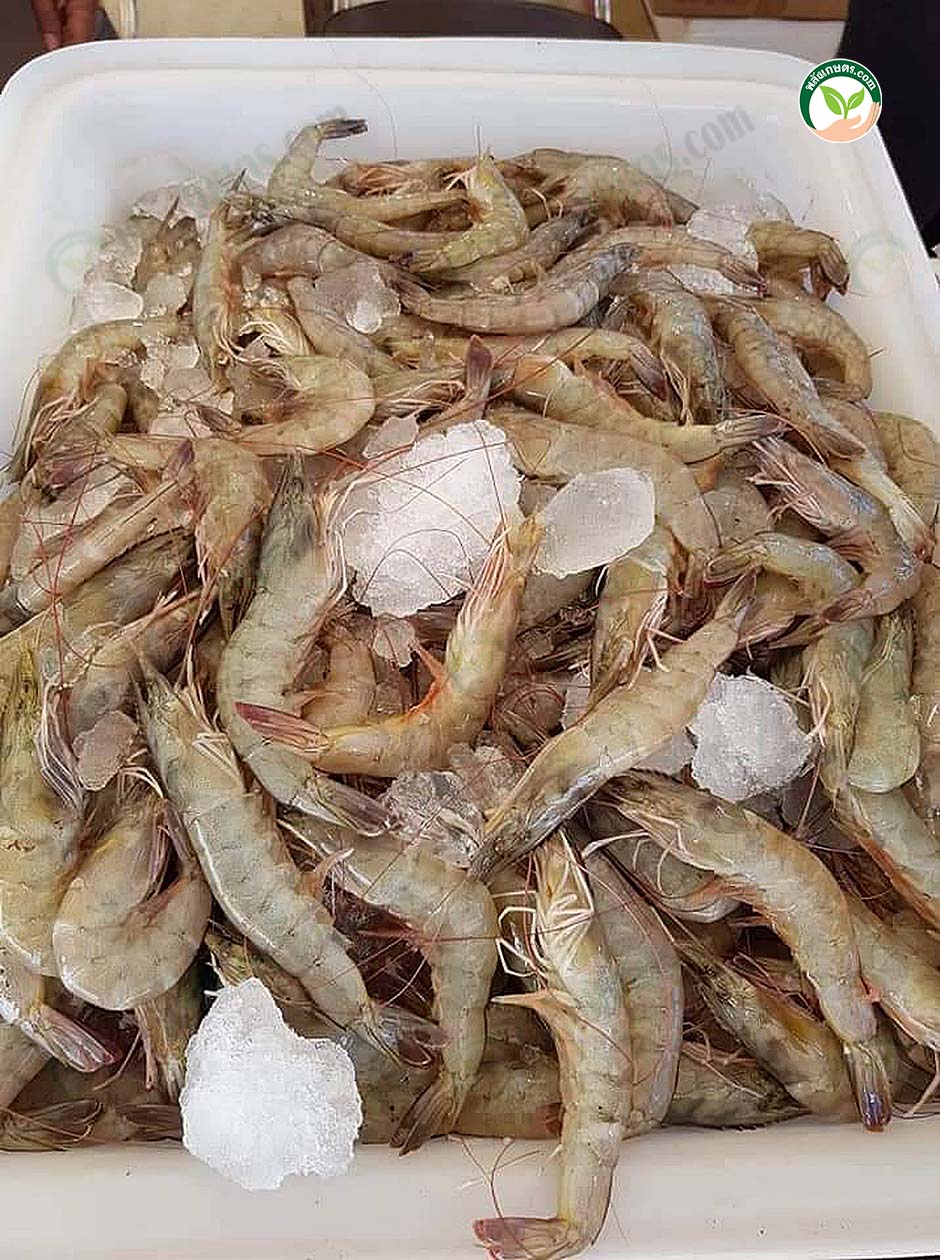 9.วิสาหกิจผู้เลี้ยงกุ้ง9