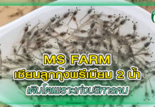MS FARM เซียนลูกกุ้งพรีเมียม 2 น้ำ เติบโตเพราะเก่งบริหารคน