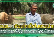 ลุงนพ…เซียนโคเนื้อในสวนปาล์ม อยู่รอดเพราะ ขี้เค้ก และ ฟางข้าว เป็นอาหาร