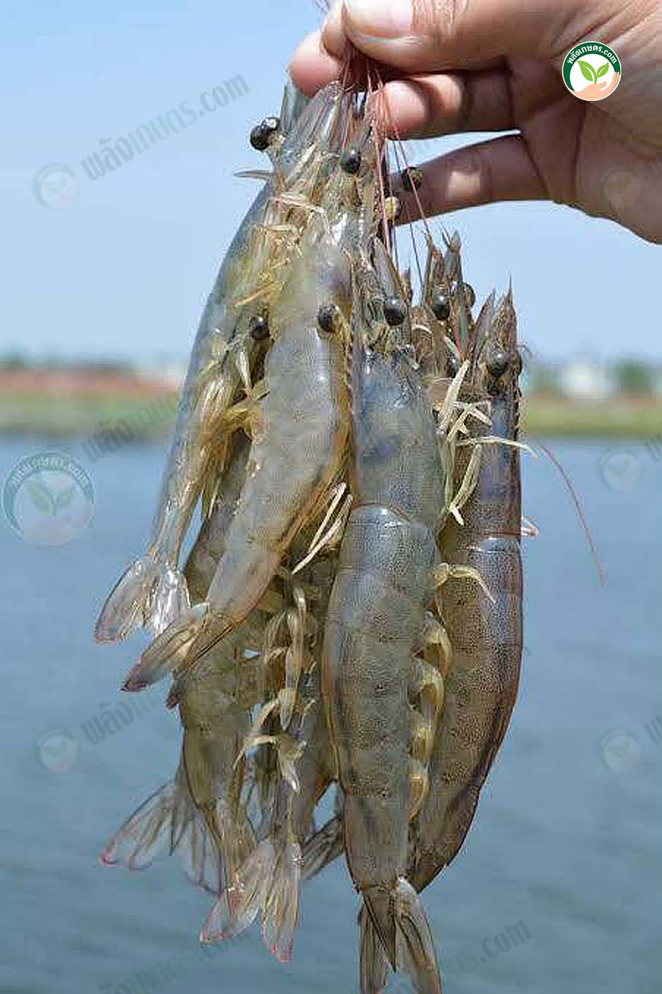 1.กุ้งทะเล01