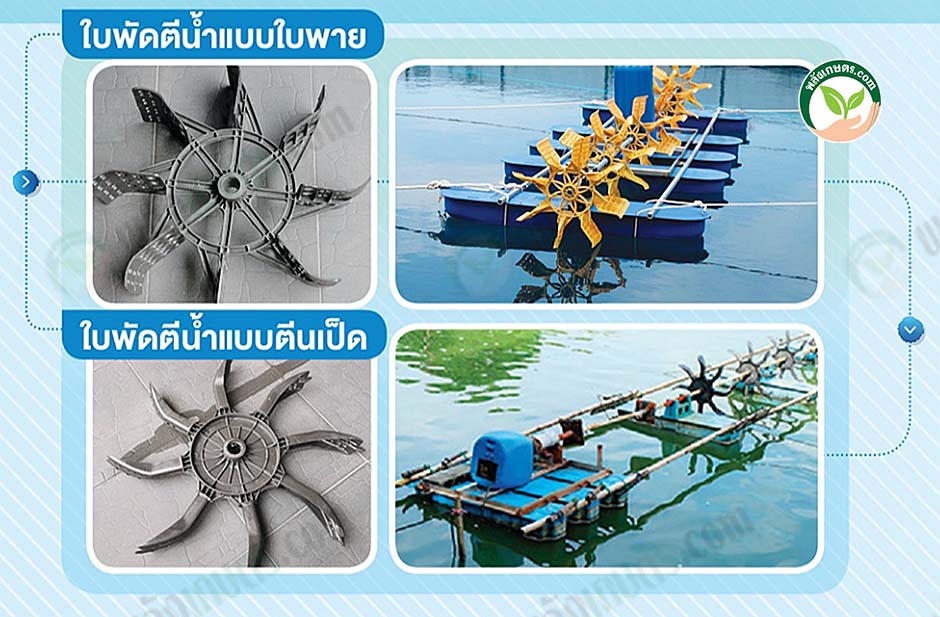 3.กุ้งทะเล03