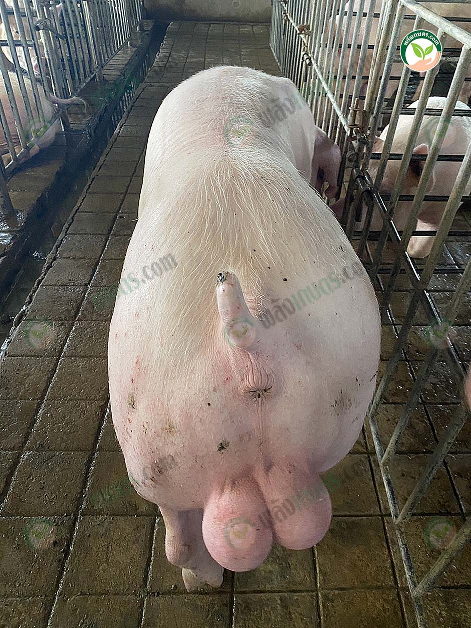 3.ชินรัฐฟาร์ม03