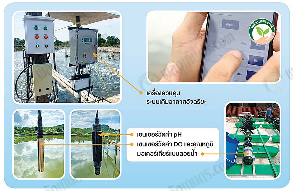 4.กุ้งทะเล04