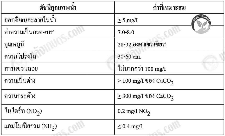 7.กุ้งทะเล07