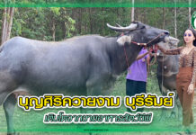 บุญศิริควายงาม บุรีรัมย์ เติบโตจากขายอาหารสัตว์ซีพี