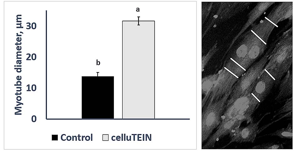 2.อิทธิพลของ celluTEIN ต่อการเติบโตของ myotube ในหลอดทดลอง และการมีส่วนร่วมของการ