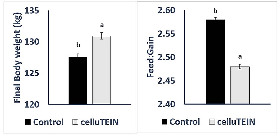 3.อิทธิพลของการเสริม CelluTEIN ต่อแม่สุกรต่อการเจริญเติบโต