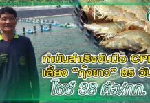 กำนันสำเริง เซียนบริหารต้นทุน จับมือ CPF เลี้ยง “กุ้งขาว” 85 วัน ไซซ์ 38 ตัว/กก.